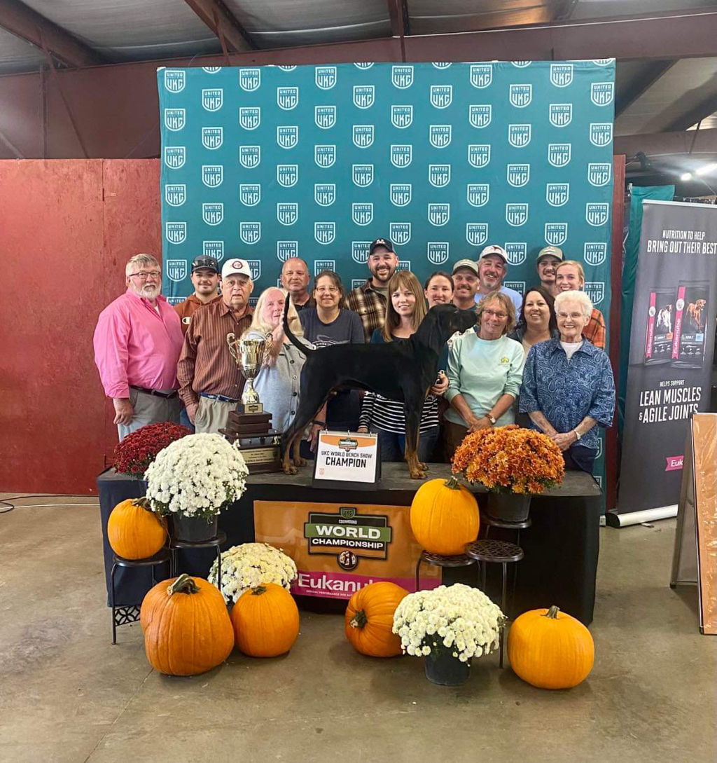 2023 United Kennel Club World Bench Show Champion GRCH PR Gilman's Good Time Blues, owned by Dave and Kelly Myers
